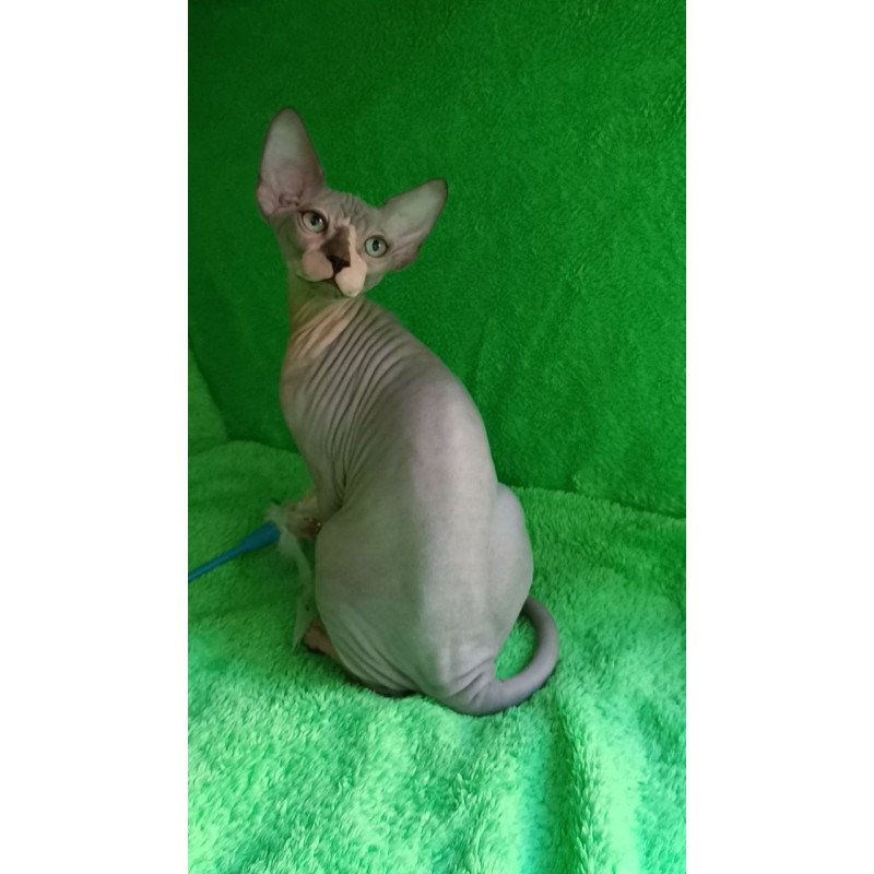 Sphynx Marsik