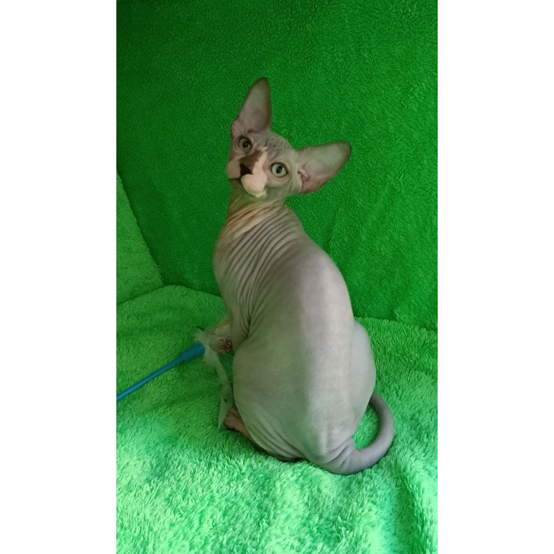Sphynx Marsik