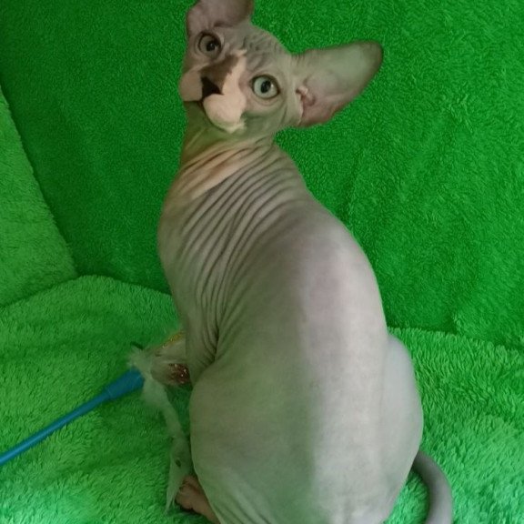 Sphynx Marsik