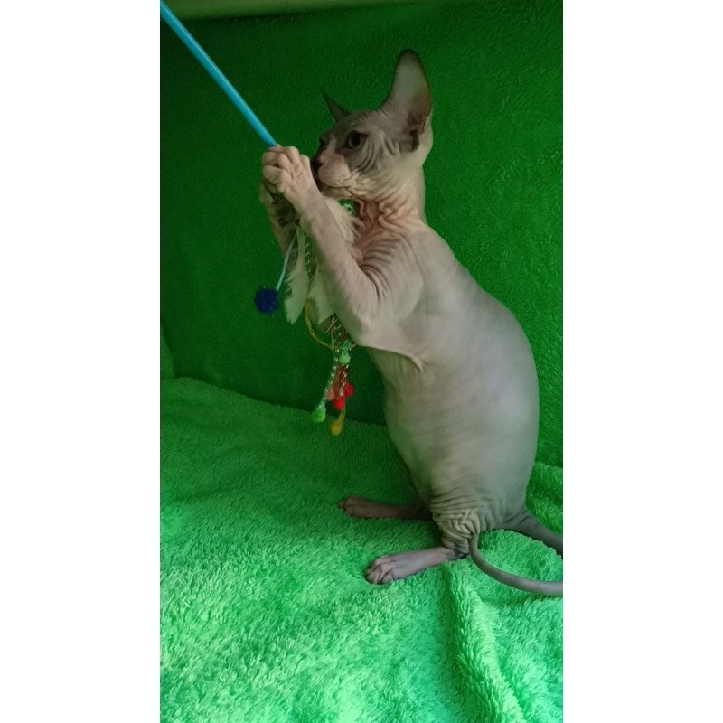 Sphynx Marsik