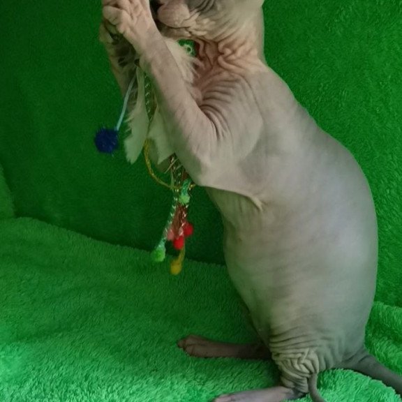 Sphynx Marsik