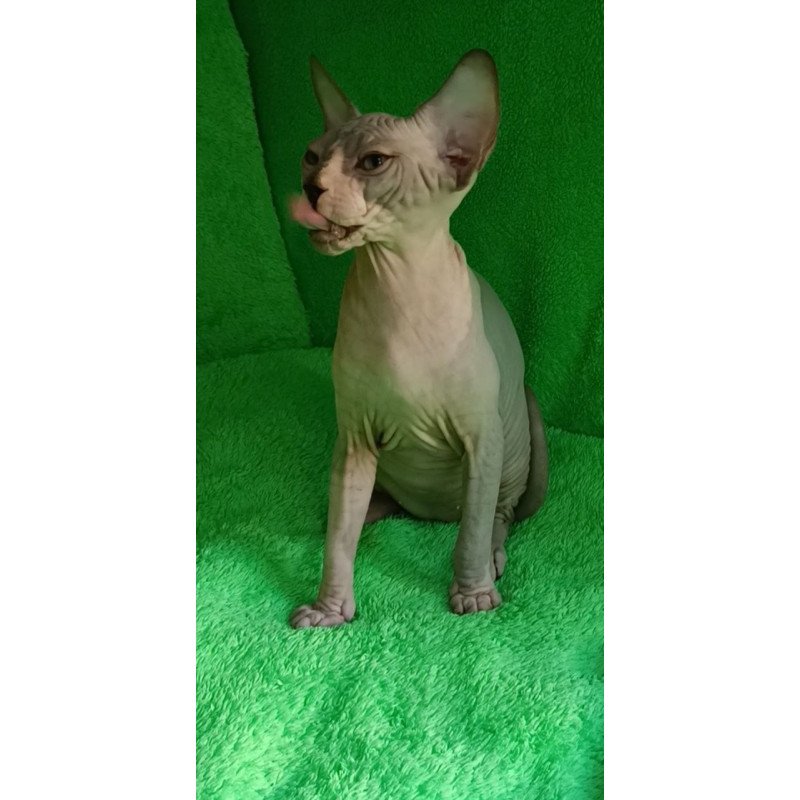 Sphynx Marsik