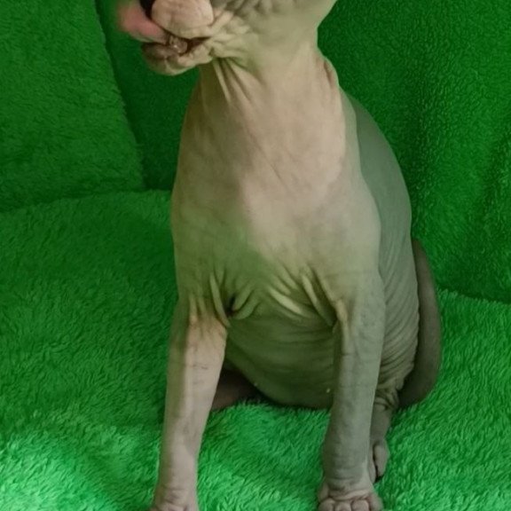 Sphynx Marsik