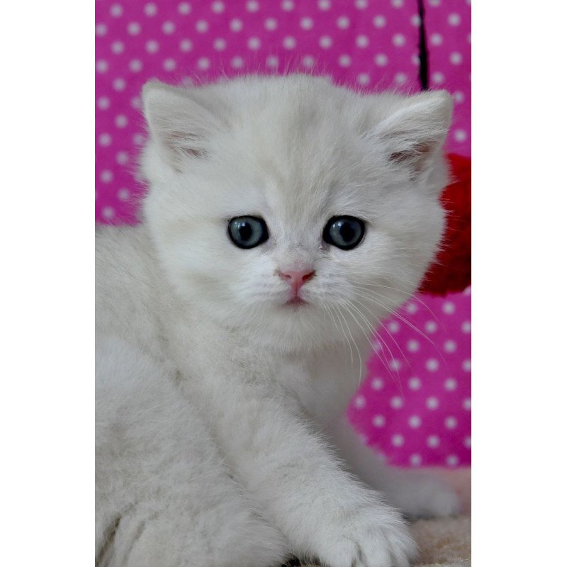 British Misha1