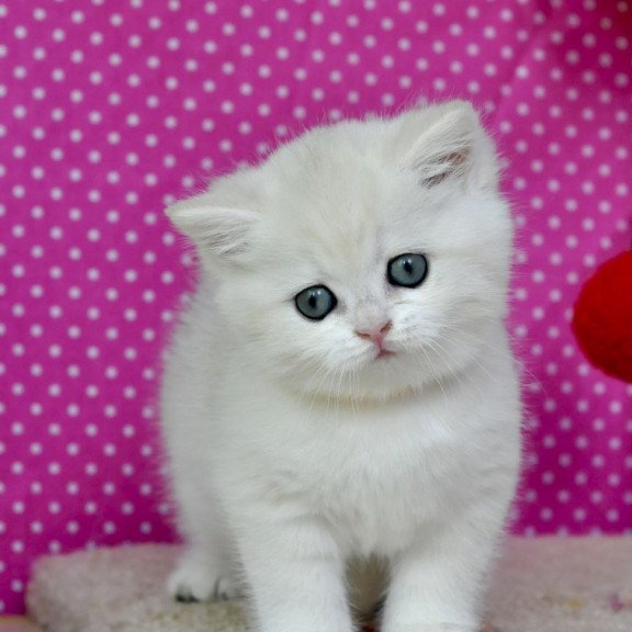 British Misha1