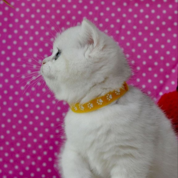 British Misha1