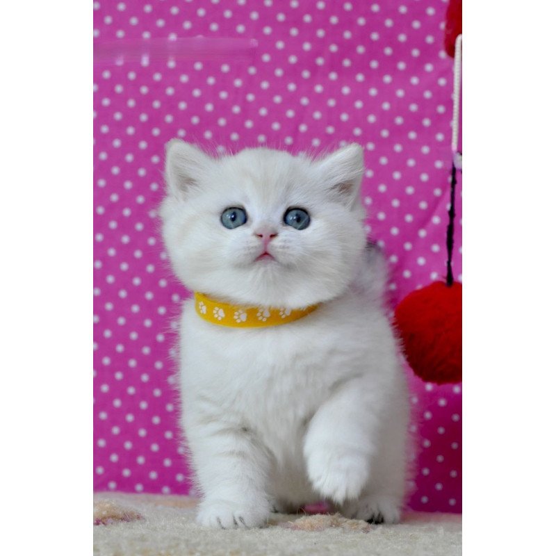 British Misha1