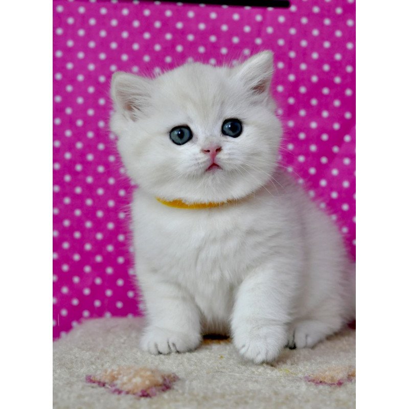 British Misha1