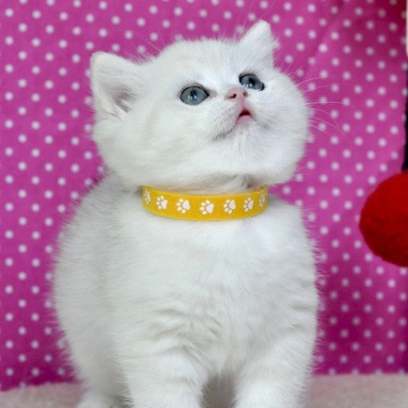 British Misha1