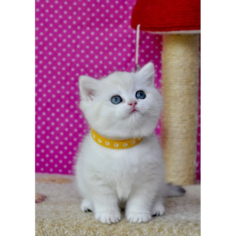 British Misha1