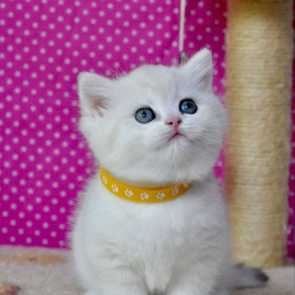 British Misha1