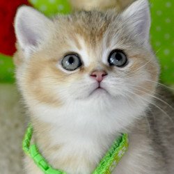 British Mimi