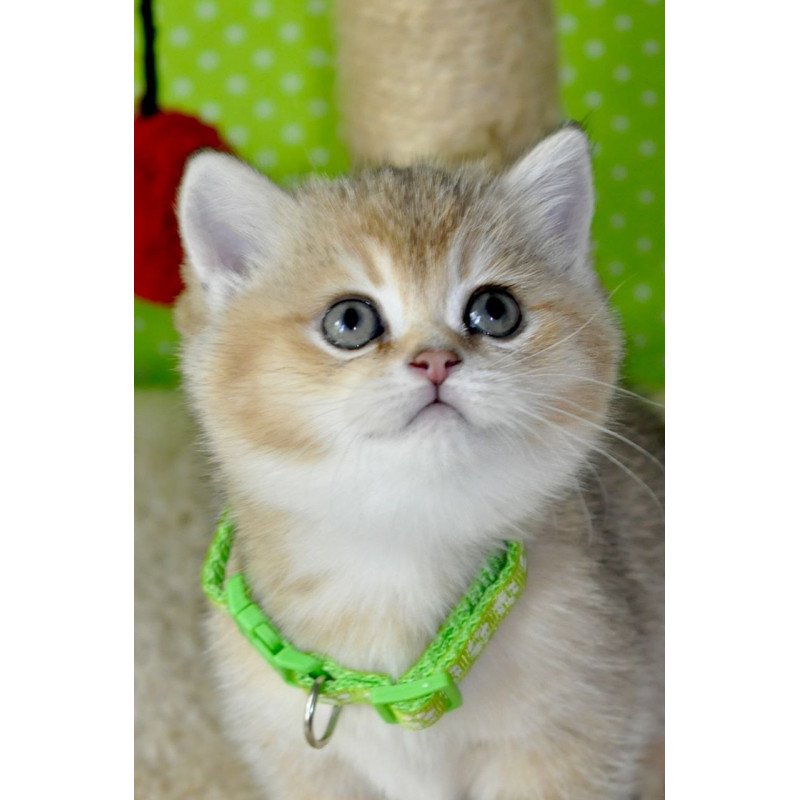 British Mimi