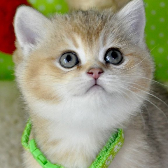 British Mimi