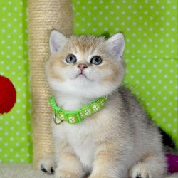 British Mimi
