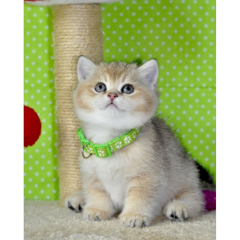 British Mimi