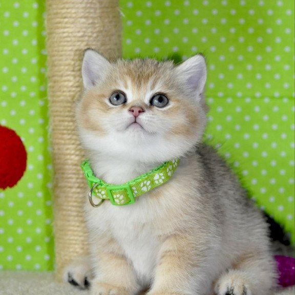 British Mimi