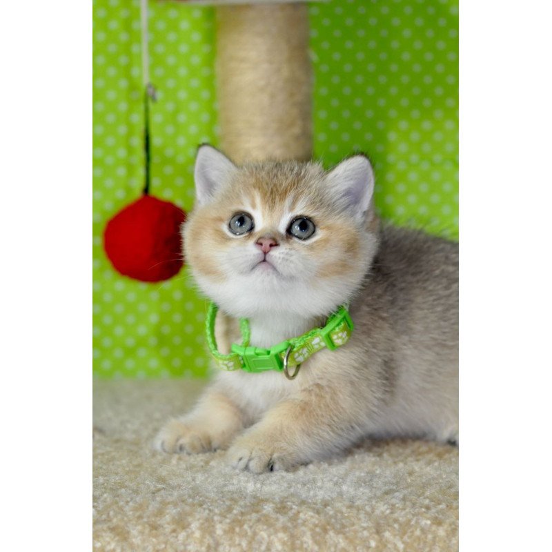 British Mimi