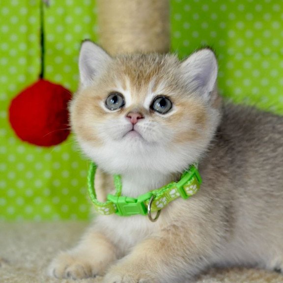 British Mimi