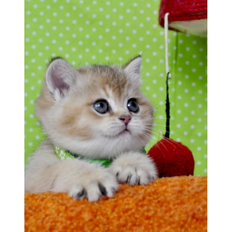 British Mimi
