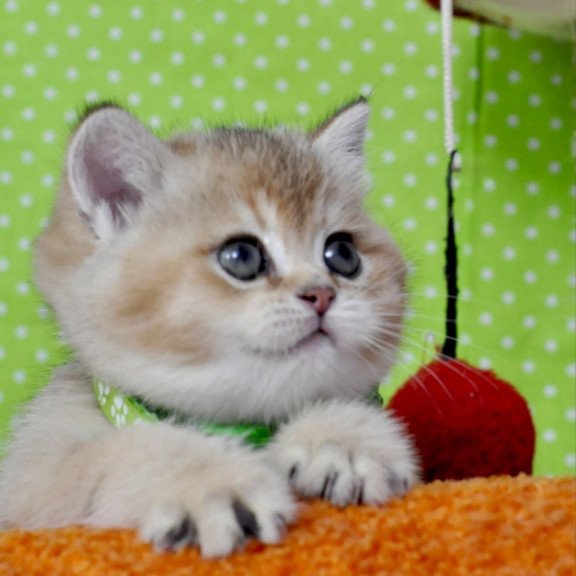 British Mimi