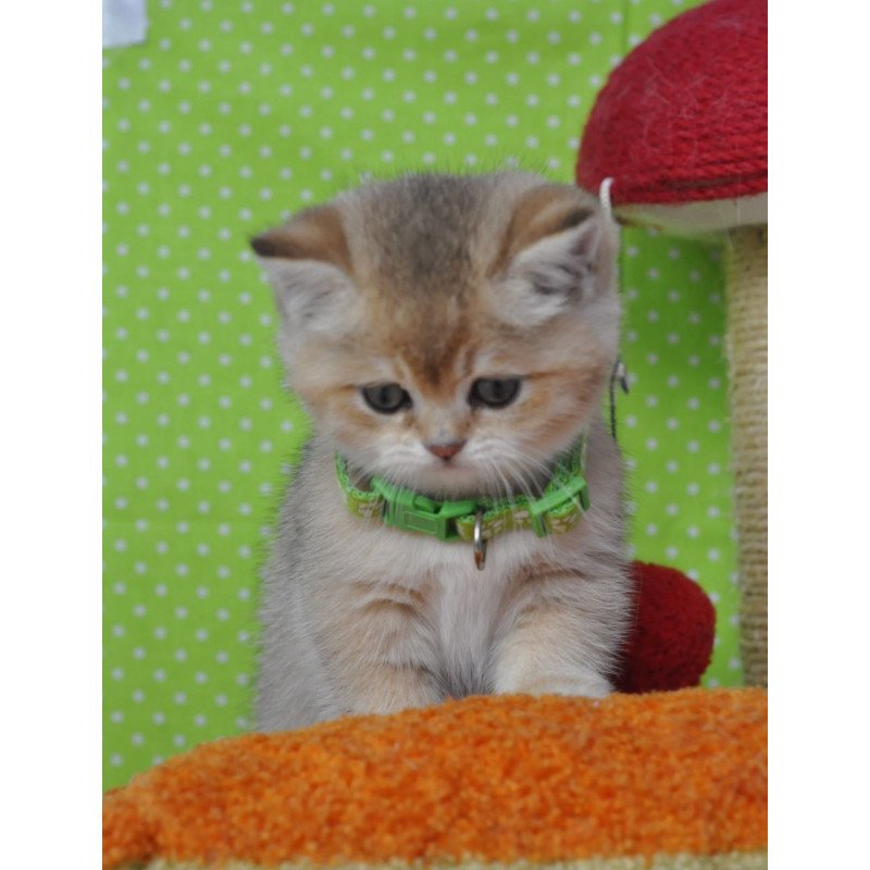British Mimi