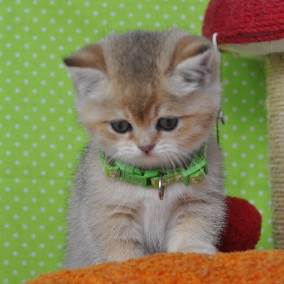British Mimi