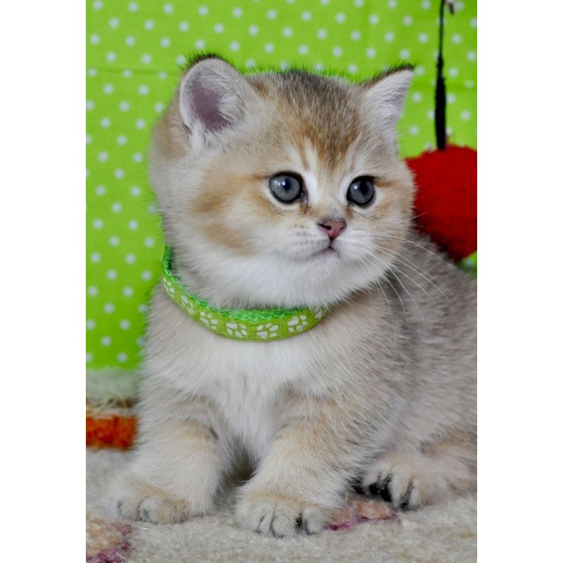 British Mimi