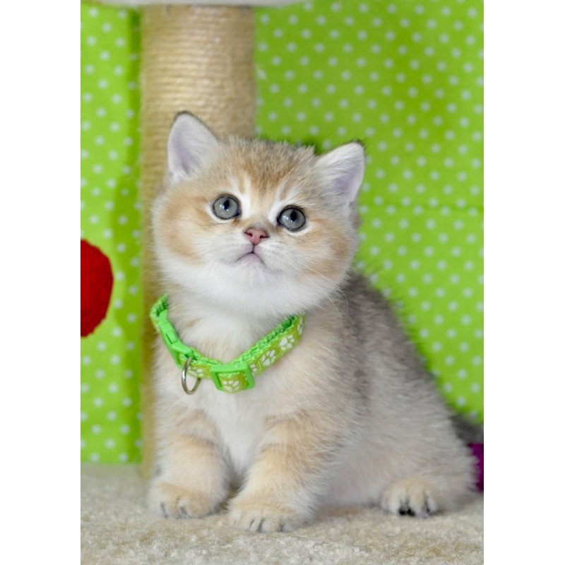 British Mimi