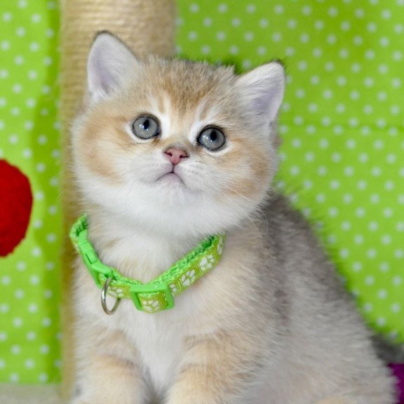 British Mimi
