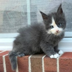 Maine Coon CK kitten is in USA