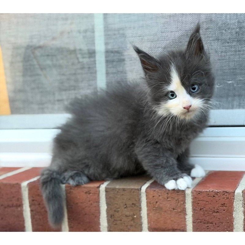 Maine Coon CK kitten is in USA