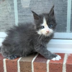 Maine Coon CK kitten is in USA