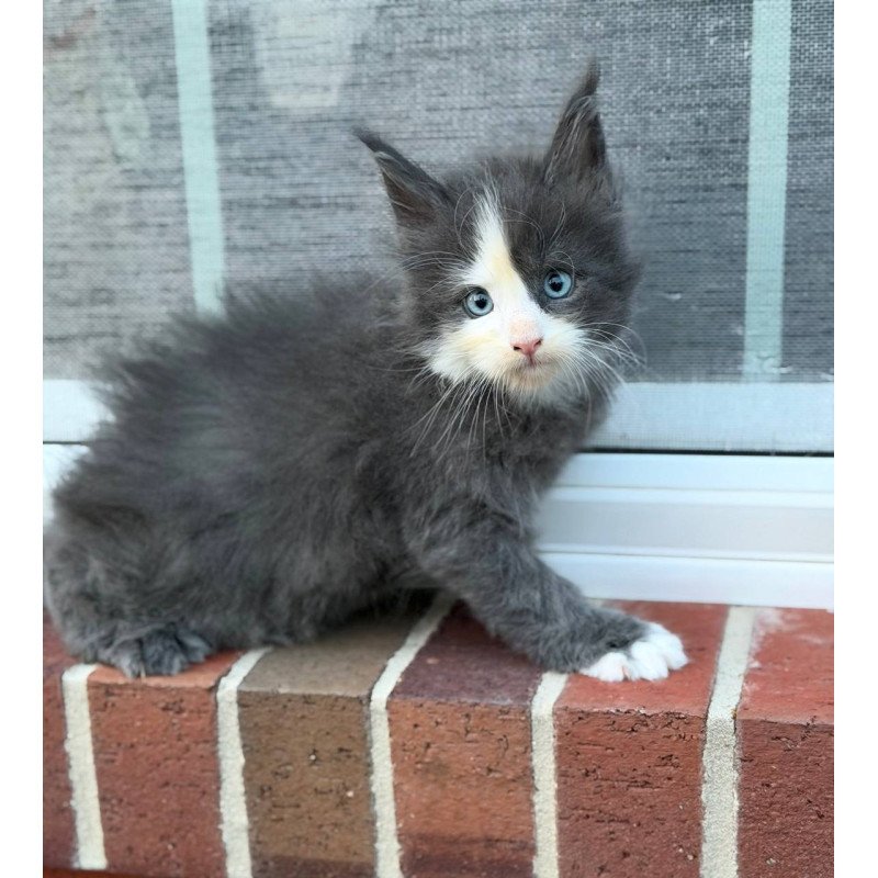 Maine Coon CK kitten is in USA