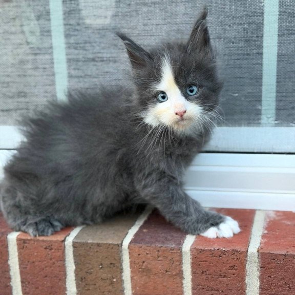 Maine Coon CK kitten is in USA