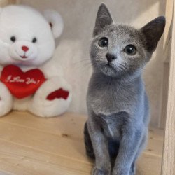Russian Blue Leo