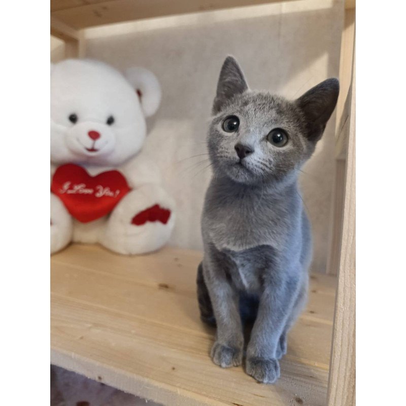 Russian Blue Leo