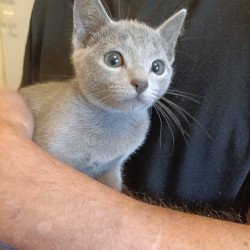 Russian Blue Leo