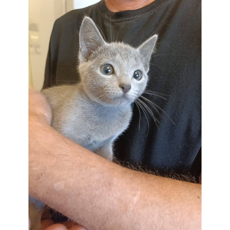 Russian Blue Leo