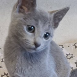 Russian Blue Leona
