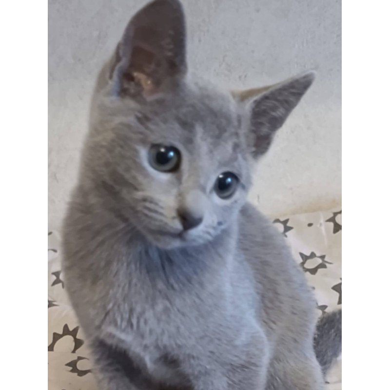 Russian Blue Leona