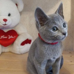 Russian Blue Leona