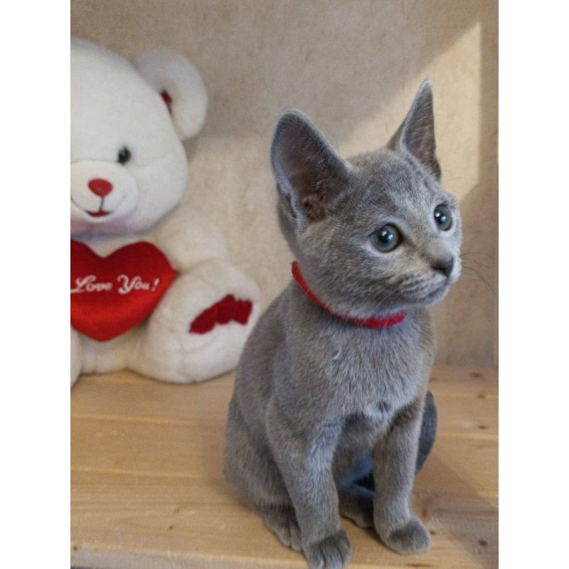 Russian Blue Leona