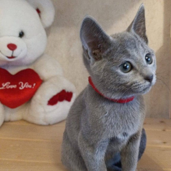 Russian Blue Leona