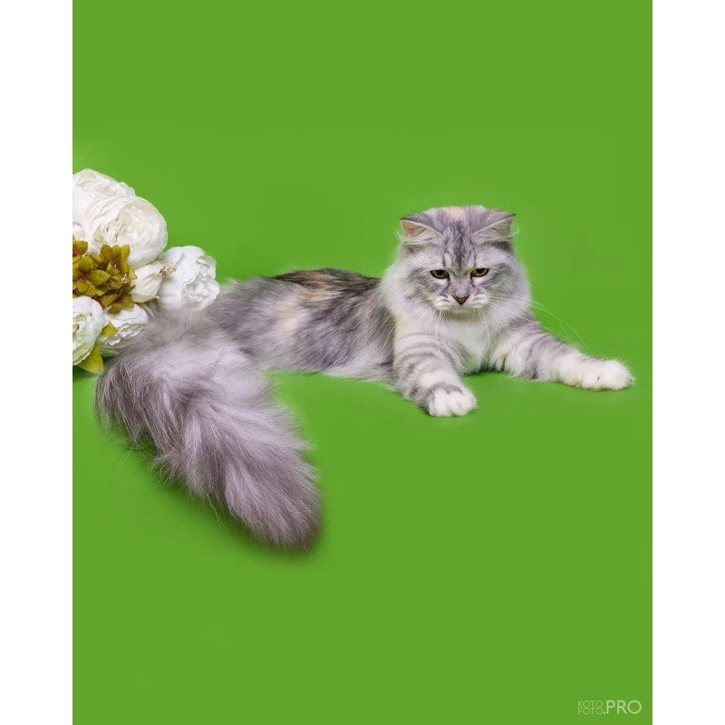 Siberian REZ Christmas
