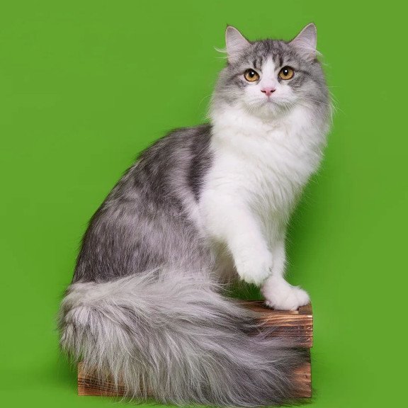 Siberian REZ Camelot