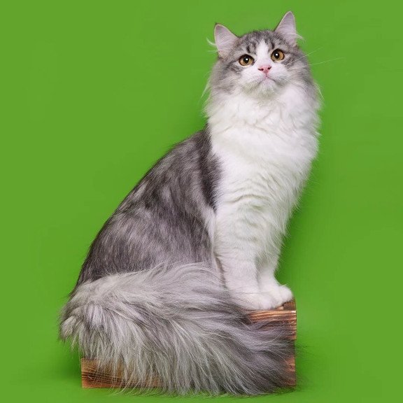 Siberian REZ Camelot