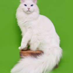 Siberian REZ Aramis