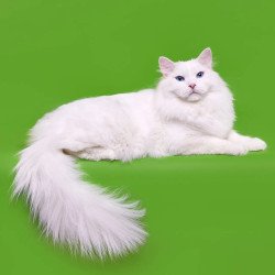 Siberian REZ Aramis