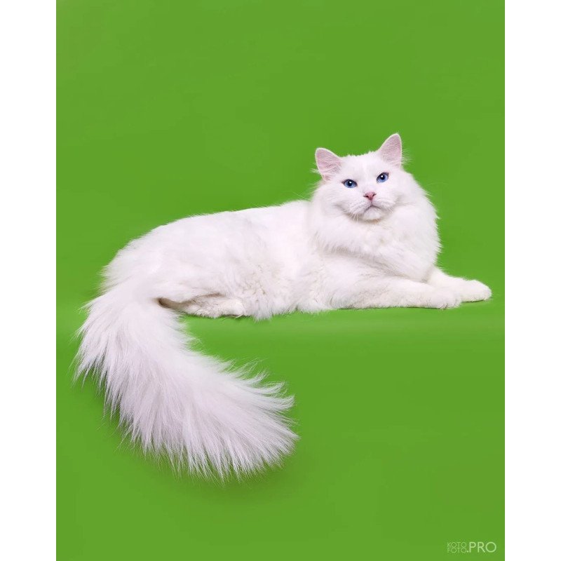 Siberian REZ Aramis